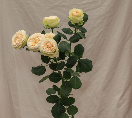 ROSE BR. SUMMER ROSE 60